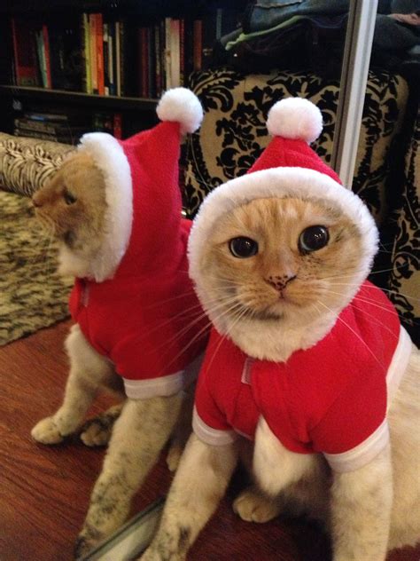 Cat In Christmas Costume Christmas Cats Pet Birds Christmas Animals