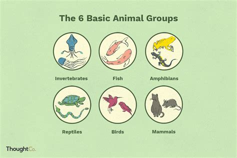 [B! animal] 6 Basic Animal Classes