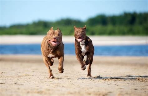 7 Reasons You Should Own A Red Nose Pitbull All Things Dogs