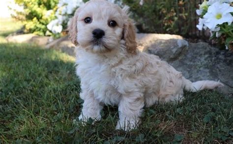 They are beautiful lap dogs that are sweet, gentle and love. Cavachon Puppies For Sale | Chappaqua, NY #246036