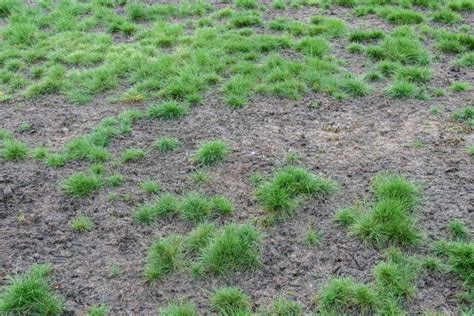 Dry Patchy Lawn Diseased Grass Weed A Way Lawn Care