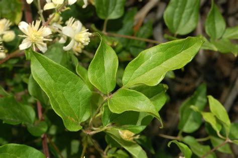 Maybe you would like to learn more about one of these? File:Ranuncolaceae - Clematis vitalba-3.JPG - Wikimedia ...