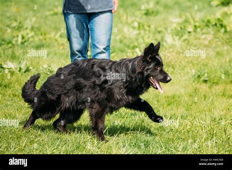 Beautiful Young Black German Shepherd Dog Walking On Green Grass