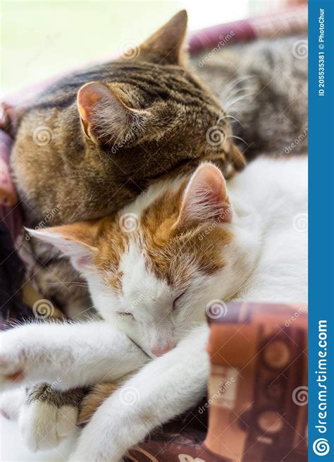 Two Domestic Pussycats Sleep Sweetly With Each Other Stock Image