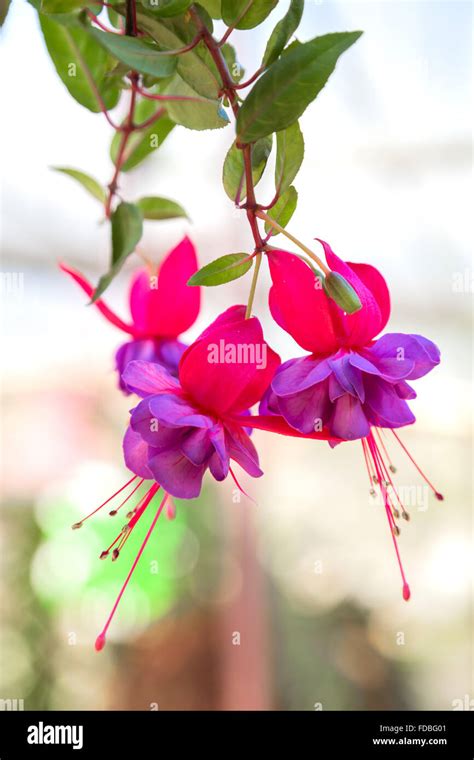Fuchsia Flower Background Stock Photo Alamy