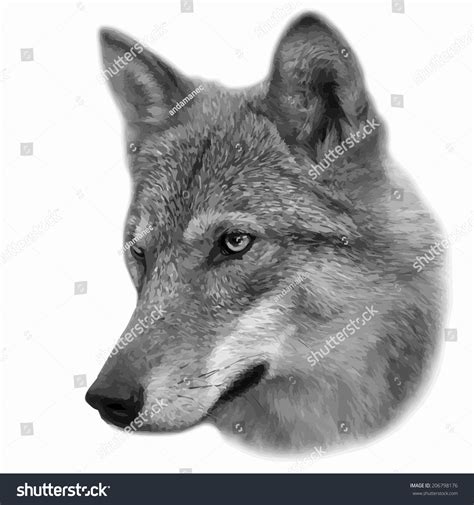 Head Wolf Female Isolated On White Stock Vector 206798176