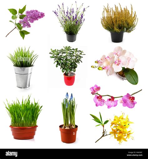 Flores Y Tipos De Plantas Kulturaupice