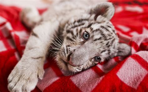 White Tiger Cubs Wallpapers Images Photos Pictures Backgrounds