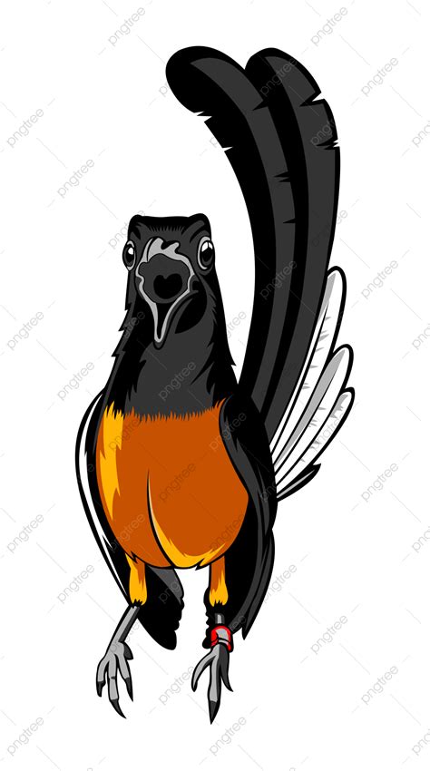 Murai Bird, Bird, Burung Murai, Vector Murai PNG and Vector with