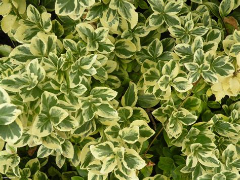 Click here to find out more. Euonymus japonicus Celastaceae (Fusain) | Fusain, Plante