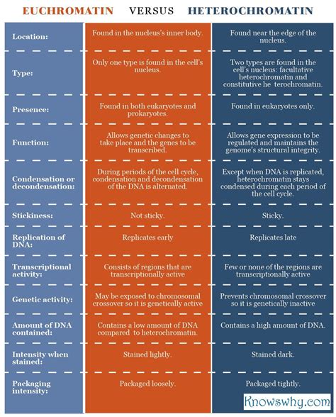 Diferença Entre Eucromatina E Heterocromatina