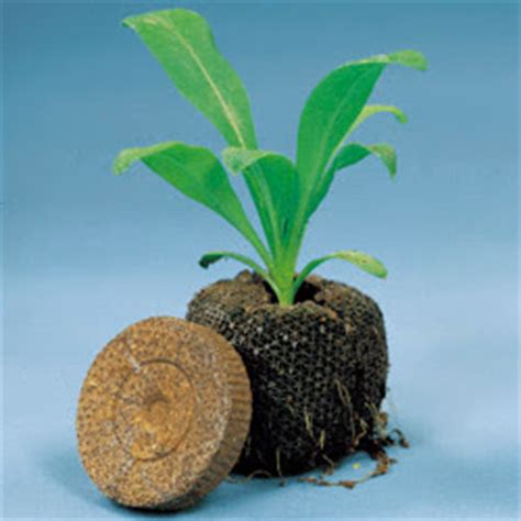 Arrange your peat pellets in the jiffy plant tray and pour water over each seed plug until they expand to their full. GardenSeed: Peat Pellets