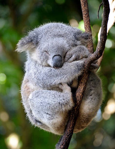 3700 Sleeping Koala Stock Photos Pictures And Royalty Free Images Istock