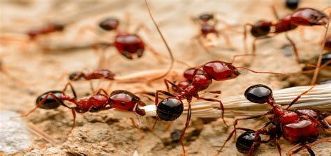 How To Compare Red Ants Vs Fire Ants Chorbie Home Services