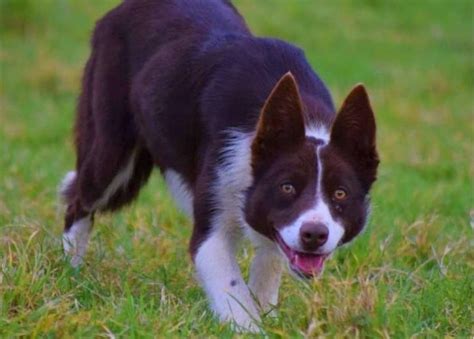 Welsh Sheepdog Sells For A Record Price Of Rs 27 Lakh