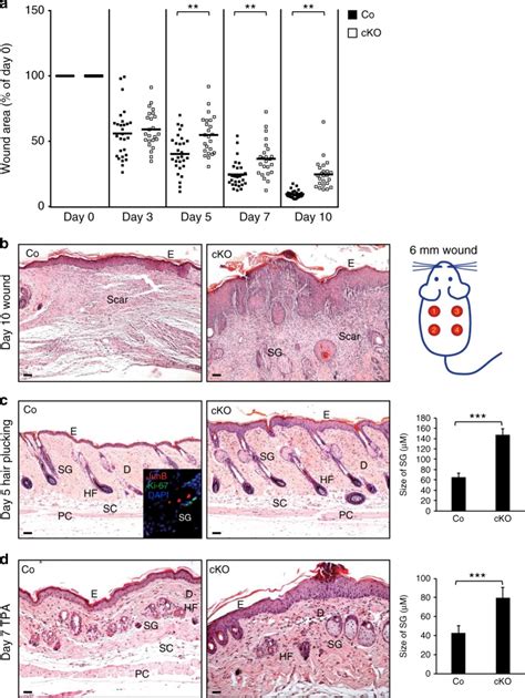 Junb Defines Functional And Structural Integrity Of The Epidermo