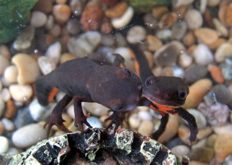 Check spelling or type a new query. File:Chinese Fire Bellied Newts 2.JPG - Wikimedia Commons