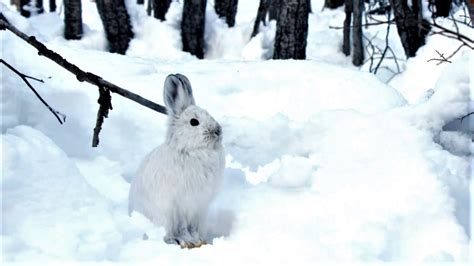 Snowshoe Hare Takes Camouflage To The Next Level In Snow Animals