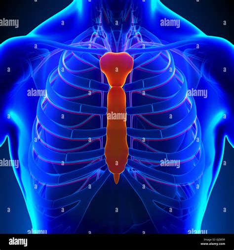 Sternum Hi Res Stock Photography And Images Alamy