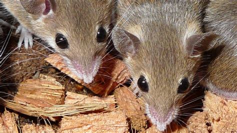 New Zealand Launches Mouse Eradication Scheme Bbc News