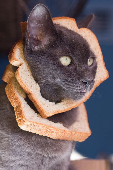 Cat Breading Sandwich Photograph By Kittysolo Photography Fine Art