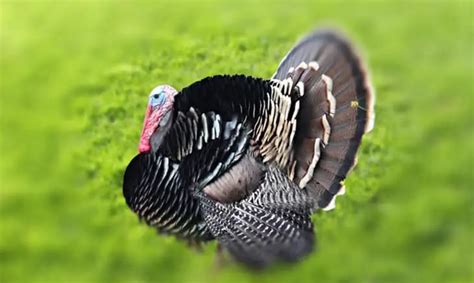 10 Turkey Hunting Tips For Beginners Pro Hunting Tips