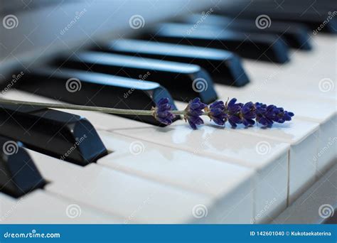 Sprig Of Fresh Lavender On The Piano Keys Stock Photo Image Of