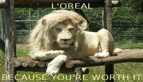 13 Amazingly Hilarious Lion Memes Lion Memes Lion Pictures Animal