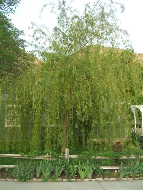 A Young Weeping Willow Dwarf Weeping Willow Weeping Willow