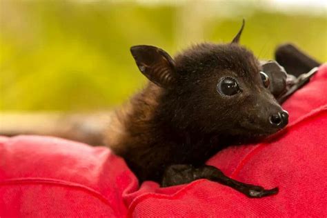Baby Bat Animal Pictures Cute Pictures Beautiful Pictures Animals