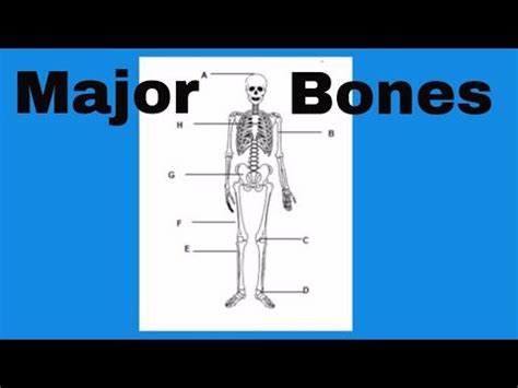 They are attached to the spine in the back. (10) Learn the bones of the human body - YouTube | Anatomy bones, Human bones anatomy, Human ...
