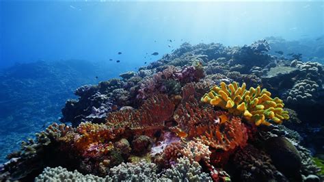 Great Astrolabe Reef Fiji Relaxing 4k Underwater Video Youtube