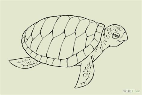 How do you draw a simple turtle? Draw a Turtle Step 18.jpg