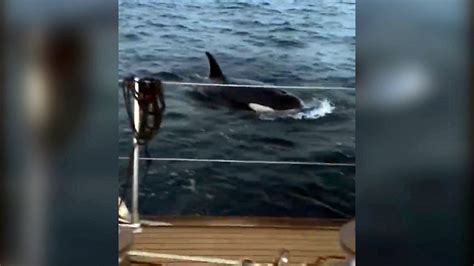 ‘killer whales attacked my yacht for 45 minutes 3rabbusiness