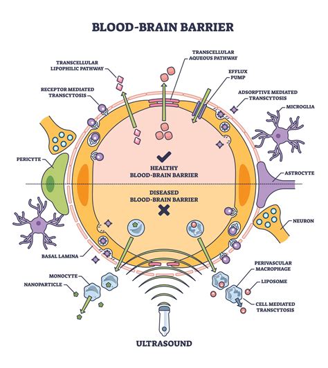 Exploring The Role Of Blood Brain Barrier Permeability On Neurological