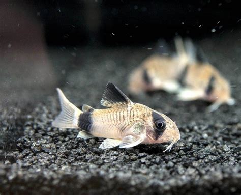 Panda Cory Catfish Corydoras Panda Tank Bred Cá Nước Ngọt Cá