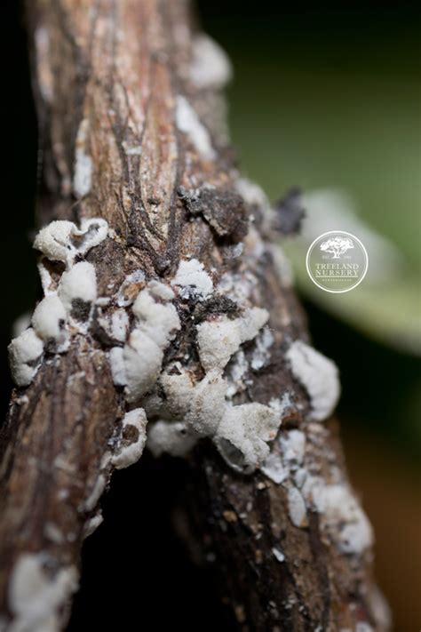 Even if you irrigate them properly and give them the right fertilizer and light, they can still develop pests, and those insignificant bugs! How to Kill Bark Scale on Crape Myrtles