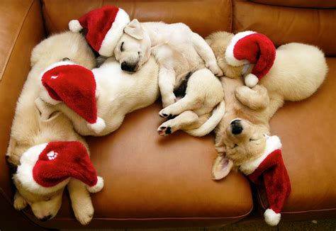 Daniel Sierra Christmas Puppies Hd Wallpapers