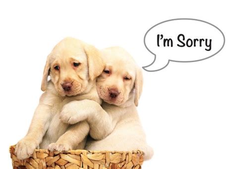 If i wanted you to apologise for something and said say sorry, i would say 'entschuldige dich' (or 'enschuldigen sie sich' if it was needed formally). I'm Sorry | MJC