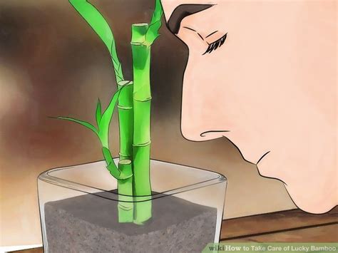 Learn how to care for and propagate the lucky bamboo plant (dracaena sanderiana). How to Take Care of Lucky Bamboo | How to do it