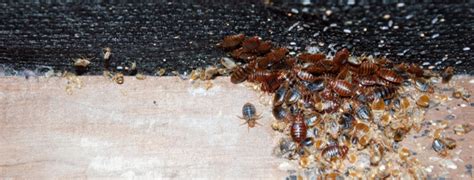 How To Get Rid Of Bed Bugs Do It Yourself Pest Control