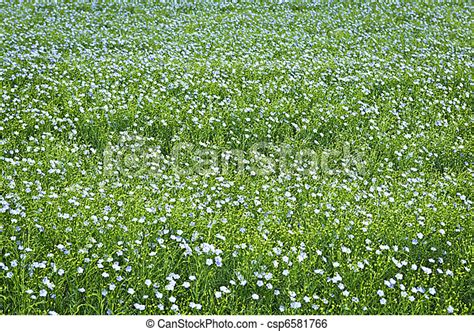 Blooming Flax Background Stock Image Instant Download Csp6581766