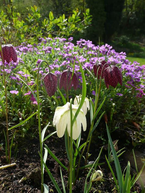 Blooms appear in very early spring or late winter in vibrant shades of yellow, white, purple or striped. Fritillaria meleagris lovely delicate early spring bulb ...