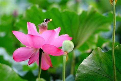 Beautiful Lotus Flower With Bird Lotus New Color Wallpper Hd