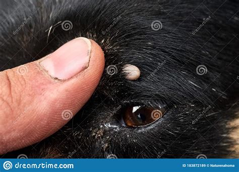 Tick On The Dog`s Head Near The Eye Stock Image Image Of Canine