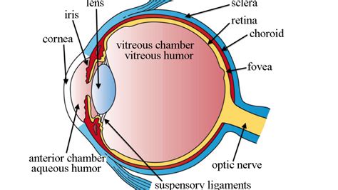 The Vitreous Humor And Its Variations With Age Eye Pain Center