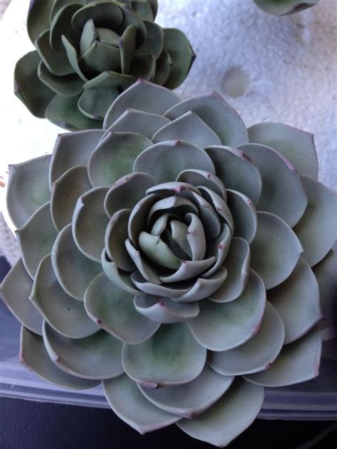 Read beautiful and easy rose tutorial find this pin and more on fondant flowers tutorials by cakemomcustomcakes. 96 best Cakes: Cactus, Southwest images on Pinterest