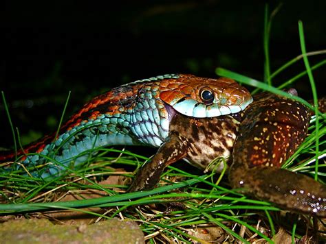 San Francisco Garter Snake Thamnophis Sirtalis Tetrataenia Eating A