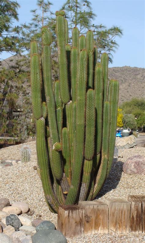 This cactus is native to western argentina, and is not found in the wild in north america. formerly trichocereus spachianus common golden torch ...