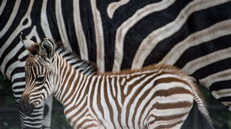 Did This Zoo Paint A Donkey To Look Like A Zebra